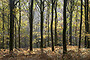 Autumn Cards